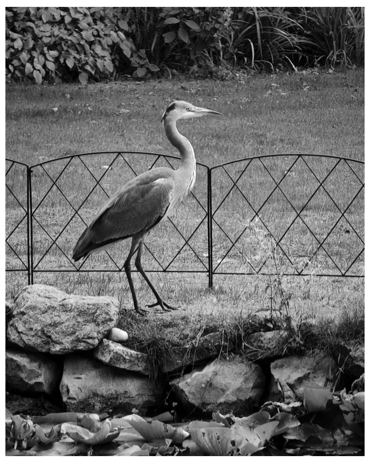 A heron standing by a pond