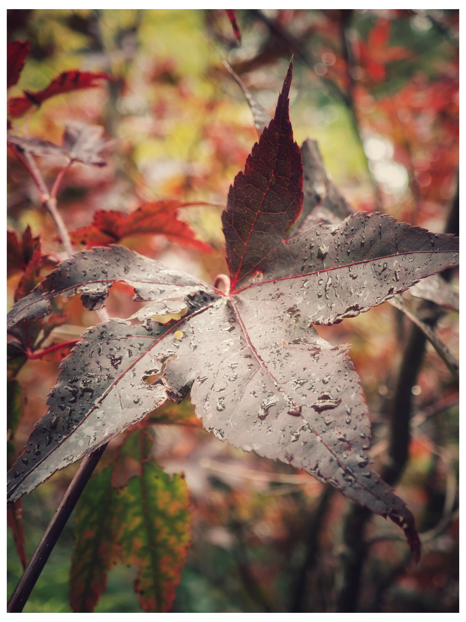 Close up of a Japanese maple leaf with rain droplets on it