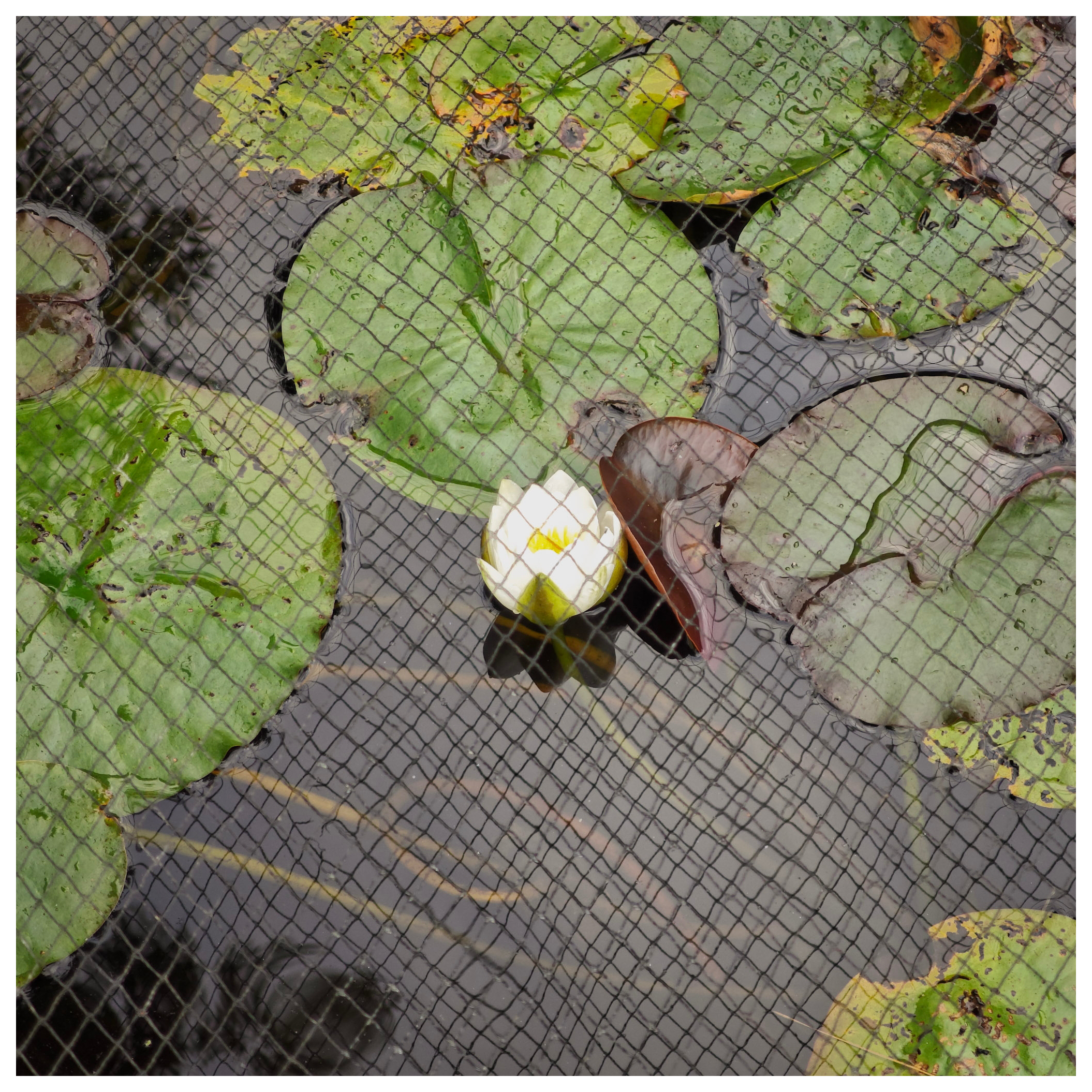 Image showing a net over a pond getting it ready for winter with water lilies seen underneath