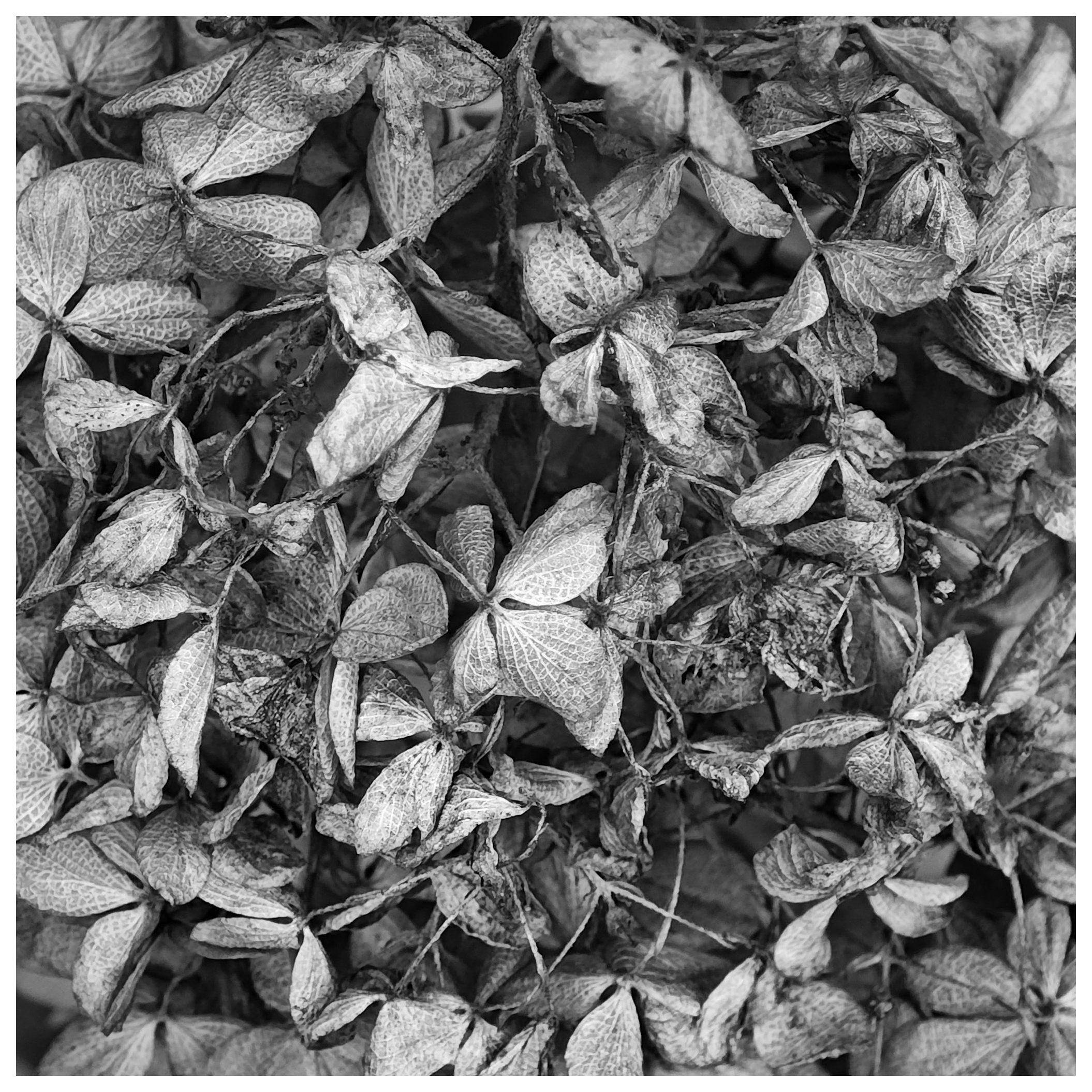 Close up of a dwarf hydrangea flower in autumn